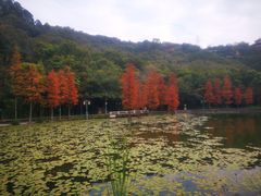 -顺峰山公园