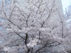 -同济大学四平路校区游泳馆