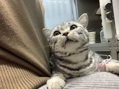 -瑞派·关忠动物医院·异宠专科·犬猫肿瘤·皮肤专科(望京店)