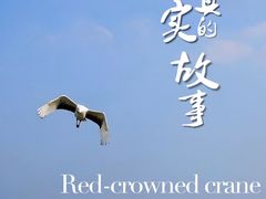 -盐城丹顶鹤湿地生态旅游区