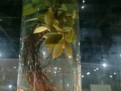 -广东中医药博物馆
