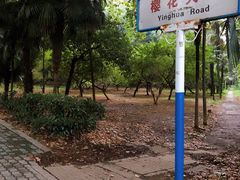 -武汉大学-樱园