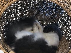 -飞行喵MR PILOT|猫舍·猫咖(静安大融城店)