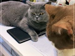 -猫小院猫主题咖啡厅(北锣店)
