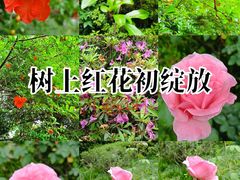 -四川大学(望江校区)