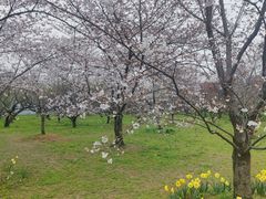 -苏州上方山国家森林公园
