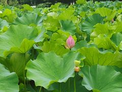 -沐仙湖湿地公园