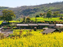 -桑洲油菜花景区
