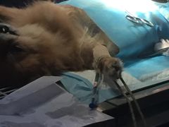 -百灵动物医院