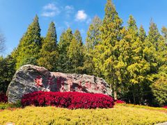 -东平国家森林公园