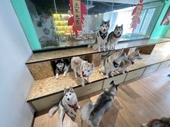 -Husky Go! 哈士奇体验馆·宠物咖啡厅狗咖