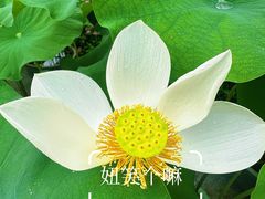 -云溪植物园