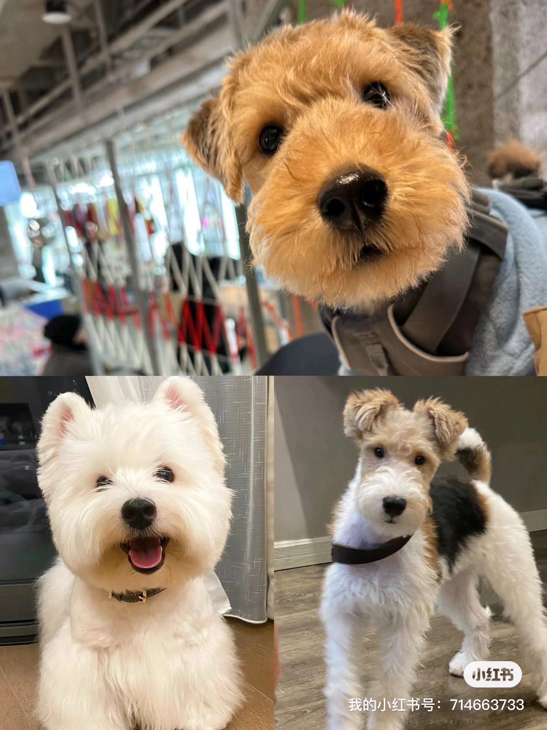 西高地和湖畔梗犬怎么选择啊?