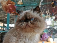 -猫小院猫主题咖啡厅(北锣店)