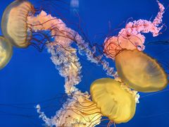 -太平洋海底世界