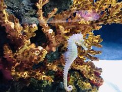 -暹罗海洋世界