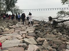 -宝安西湾红树林湿地公园