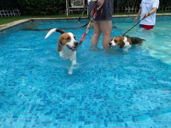 -汪说喵讲宠物乐园宠物酒店(红星美凯龙店)