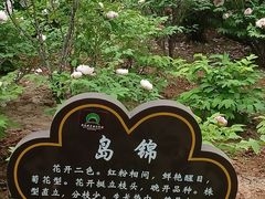 -洛阳市牡丹公园
