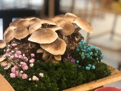 活体松香菇-湯系·煲汤手艺人(东二环泰禾广场店)