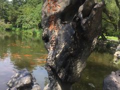 -西湖外事游船(花港观鱼码头)