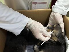 -艾贝尔宠物诊疗