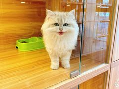 -猫十亿·布偶金渐层·曼基康矮脚猫舍(青年路店)