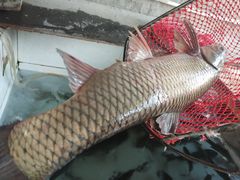 -金台阶鱼馆(于桥水库店)