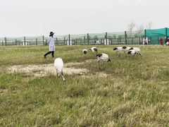 -盐城丹顶鹤湿地生态旅游区