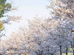 -长田漾湿地公园