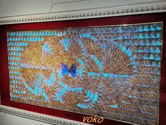 -上海昆虫博物馆