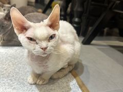 -琪喵猫屋·撸猫猫咖·猫舍