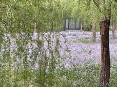 -将府公园