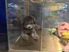 -FAELING PETS美天灵宠物(富力广场店)