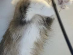 -十月米努特矮脚猫舍