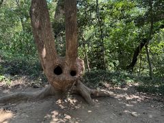 -上海佘山国家森林公园天马山园