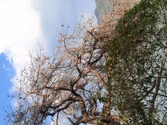 -羚羊峡古栈道森林公园