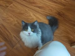-猫爪屋猫咖(乐汇城店)