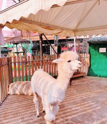 -萌宠亲子动物乐园(槐房万达店)