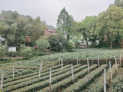 -野蔓果·山野菜(西湖景区·龙井茶田店)