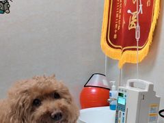 -关爱动物医院·心脏·中兽医·异宠(金牛路分院)