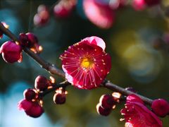 -香雪海