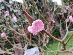 -桃花涧