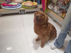 -帕帕拉兹宠物(亚洲旗舰店)