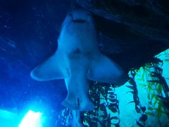 -迪拜水族馆及水下动物园