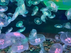 -多彩贵州城极地海洋世界