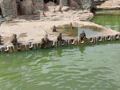 -东莞香市动物园