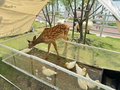-金鸡湖桃花岛