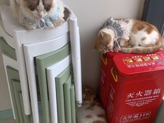 -怪兽屋·羊驼·猫咖·狗咖(俊华广场店)