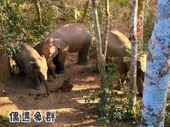 -野象谷景区